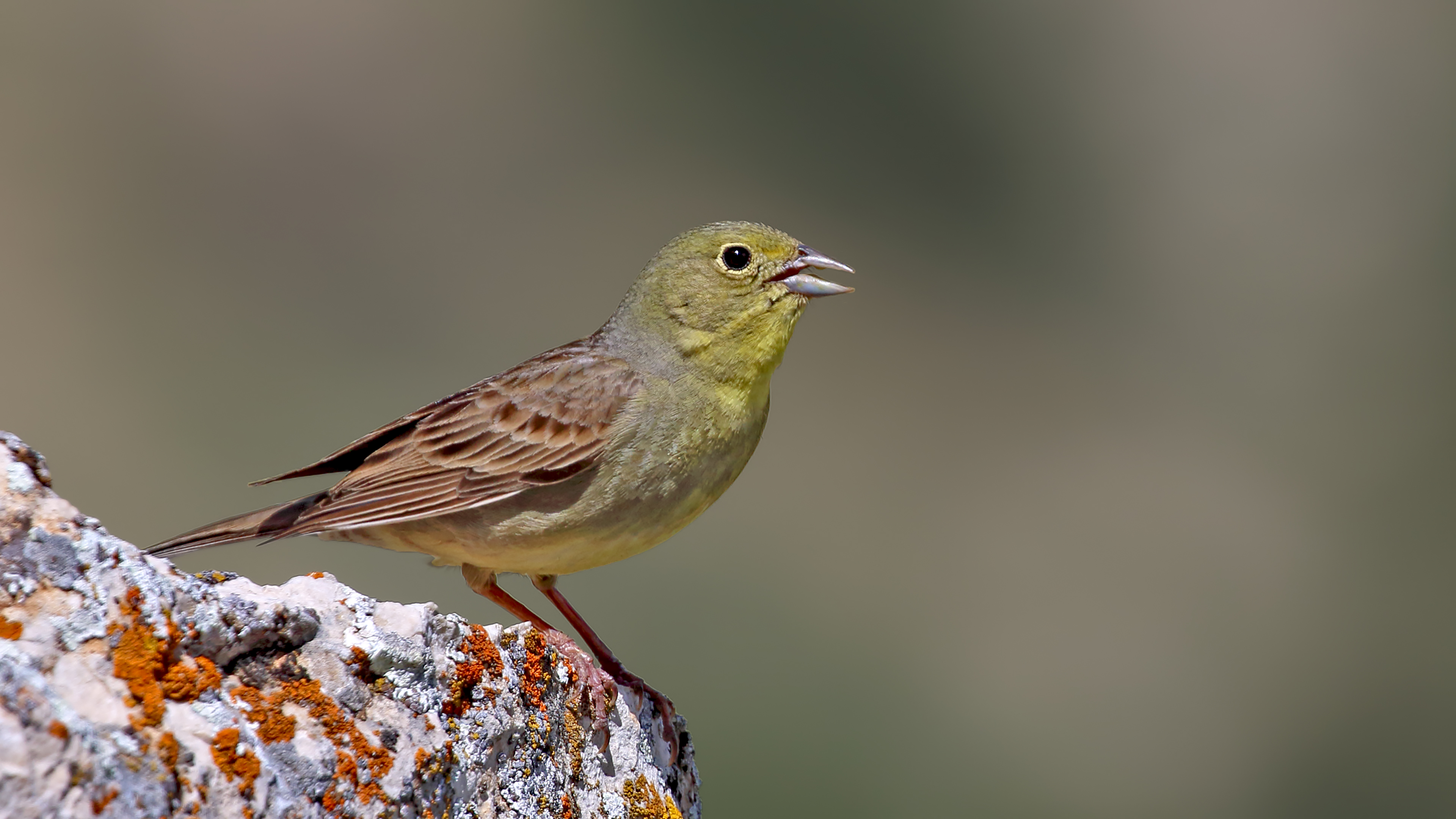 Cinereous Bunting — Ana fotoğraf